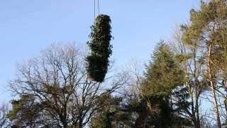 bomen rooien in Vught door A van Spelde hovenier